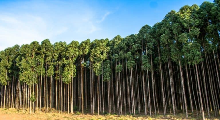 QUEM SOMOS NÓS NA FILA DA CRISE DOS RECURSOS NATURAIS?