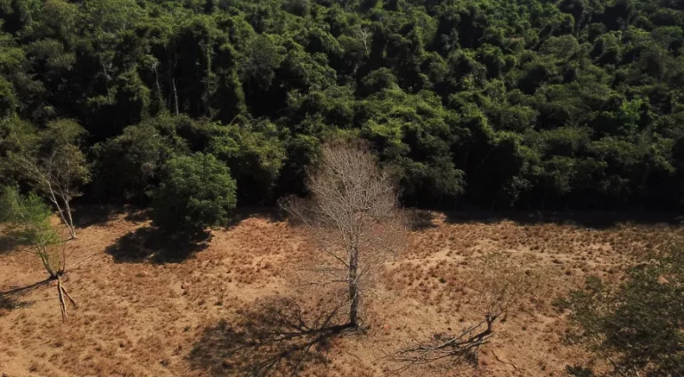 DA COP27 À COP15, USO SUSTENTÁVEL DA BIODIVERSIDADE MOSTRA-SE ÚNICO CAMINHO POSSÍVEL PARA UM FUTURO MAIS PRÓSPERO