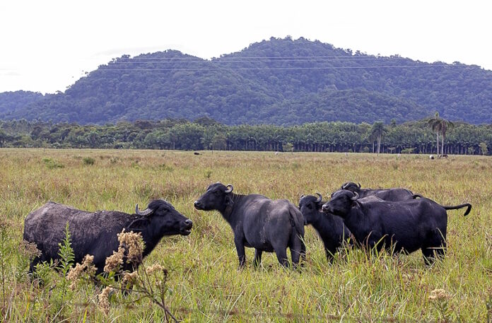Criação de búfalos fortalece economia no Vale do Ribeira, mas manejo inadequado pode prejudicar o solo e o meio ambiente